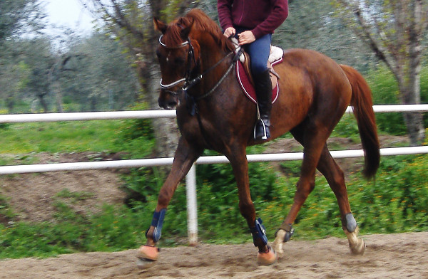 Sardinian Anglo-Arab